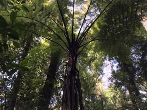 Black fern