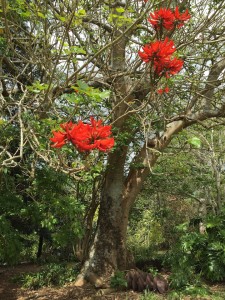 Metrosideros pohutukawa NZ Christmas tree