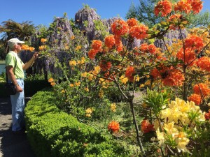 rhododendrons